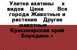 Улитки ахатины  2-х видов › Цена ­ 0 - Все города Животные и растения » Другие животные   . Красноярский край,Бородино г.